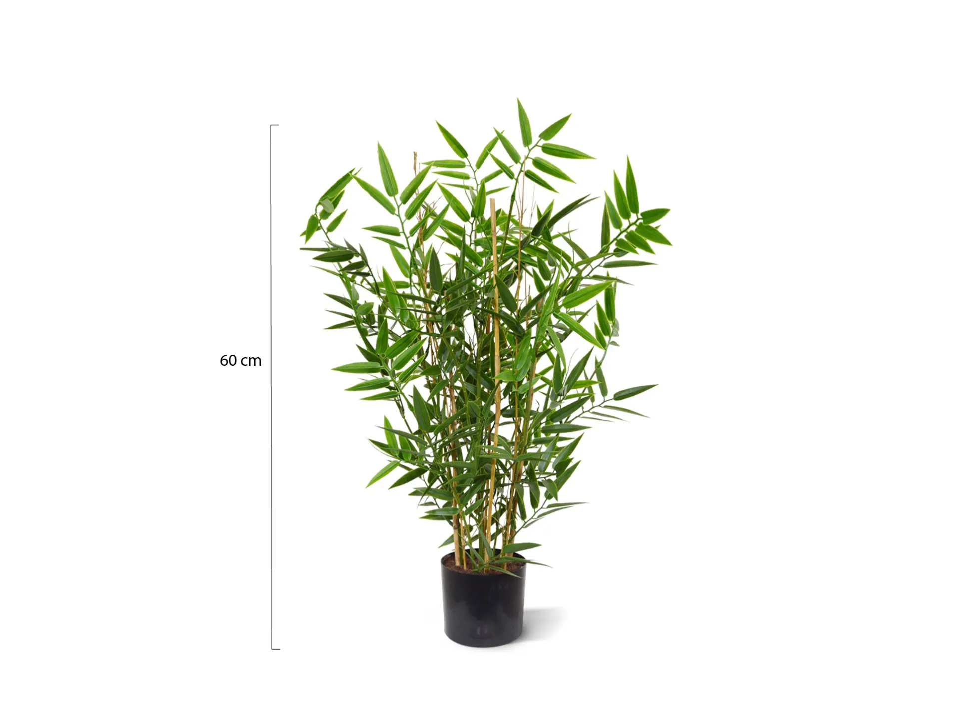 Designplants Japanse Bamboe kunstplant (h:60cm)