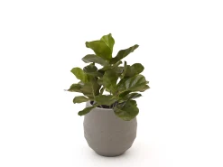 Designplants/Luca Lifestyle Lyrata kunstplant (h:45cm) met Bordo Balloon bloempot