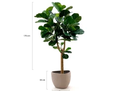 Designplants/Luca Lifestyle Lyrata Y kunstboom (h:170cm) met Ruvido Organic bloempot