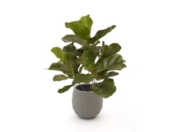 Designplants/Luca Lifestyle Lyrata kunstplant (h:45cm) met Bordo Balloon bloempot