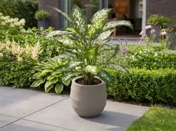 Designplants/Luca Lifestyle Dieffenbachia kunstplant (h:60cm) met Bordo Balloon bloempot