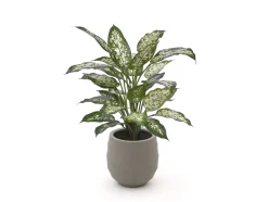 Designplants/Luca Lifestyle Dieffenbachia kunstplant (h:60cm) met Bordo Balloon bloempot