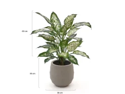 Designplants/Luca Lifestyle Dieffenbachia kunstplant (h:60cm) met Bordo Balloon bloempot