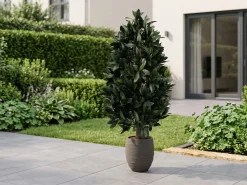 Designplants/Luca Lifestyle Laurier pyramide kunstplant (h:150cm) met Bordo Tall Balloon bloempot