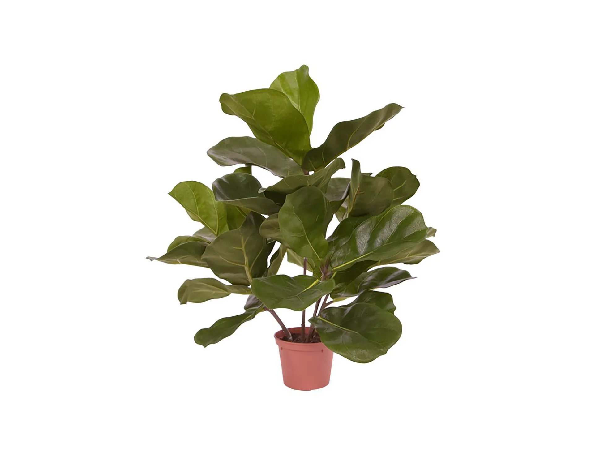 Designplants Lyrata kunstplant (h:45cm)