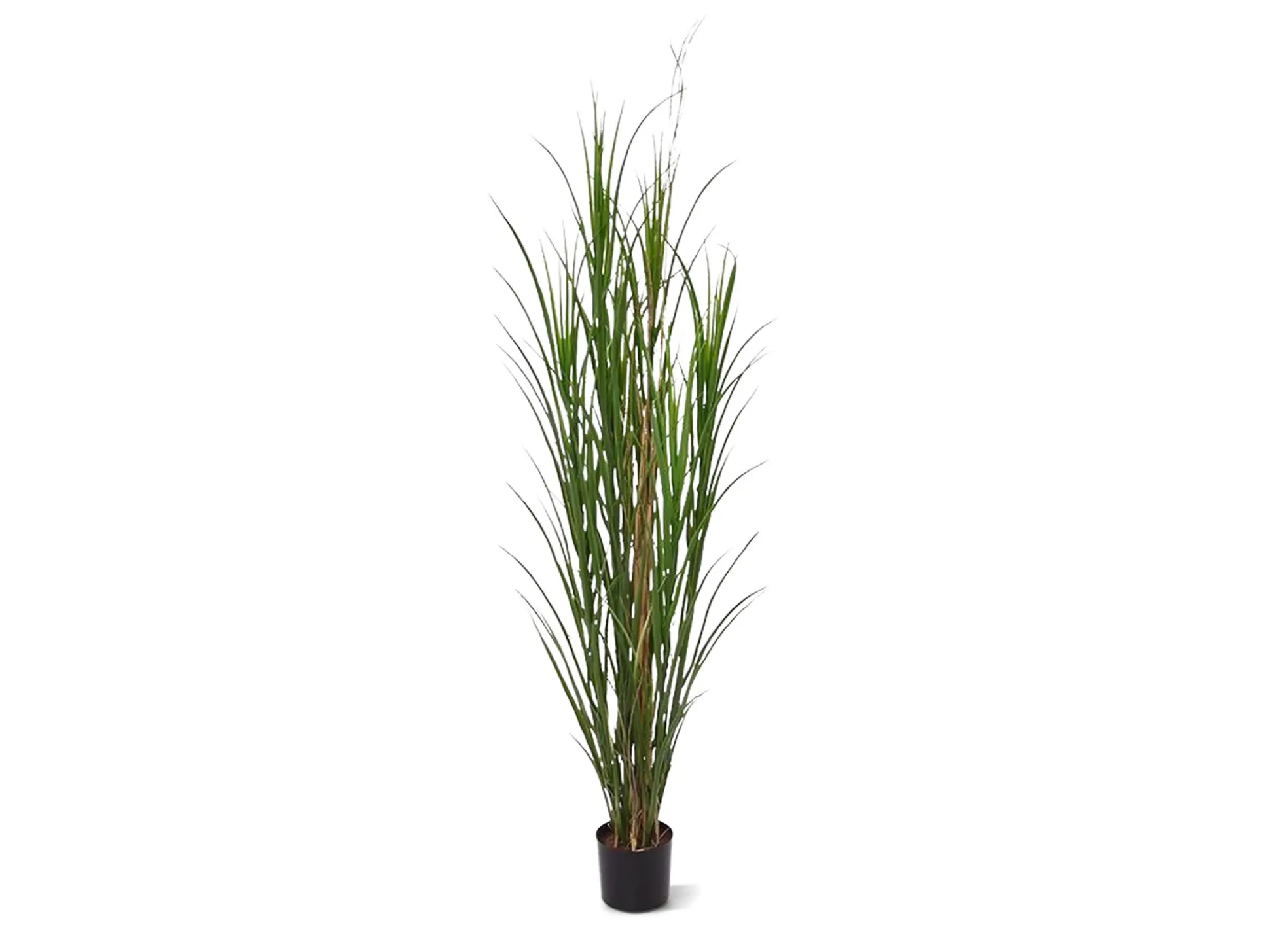 Designplants Rietgras kunstplant (h:165cm)