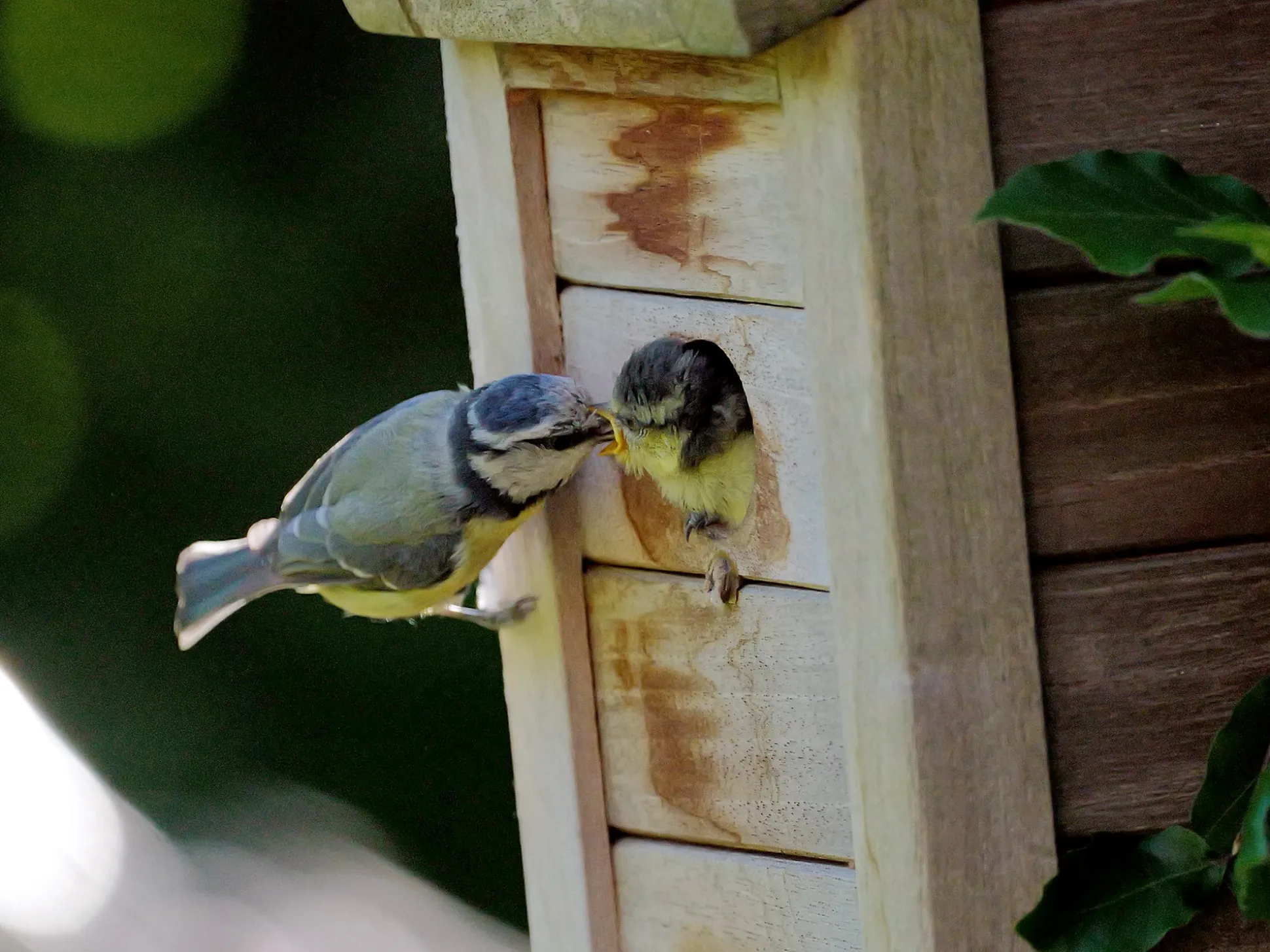 Sunyard Vogel Nestkastje